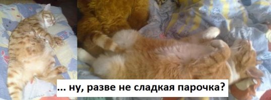 ... кошка моя весит всего 5 кг.!!! С точки зрения "рабочих" качеств и полного отсутствия равных по габаритам, темпераменту и окрасу претендентов - это был бы идеальный союз!!!!