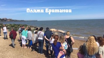 Маленькие различия: чем отличаются Британия и Австралия?