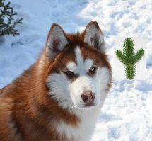 Пожалуйста, пусть лучше будет еловая веточка! :)