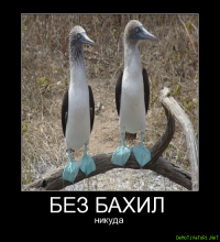 Стая гусей бесцеремонно прошлась по жилому дому