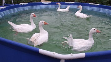 Они думали, что во Дворе будет Бассейн, в котором можно было бы Искупаться !!!