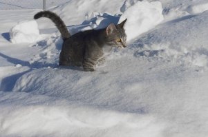 Да, у нас тоже хищница. Крысоловка с репутацией. На базе с другими котятами из выводка с четырех месяцев давила крыс, как тараканов.
Правда, у меня на участке и в доме скучает, ни крыс, ни мышей в помине нет, может, такую лютую кошку боятся...