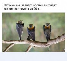 Смешные комментарии и высказывания из социальных сетей