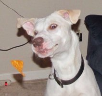 Подборка фото приколов, ч 6