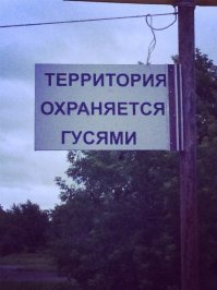 Стая гусей бесцеремонно прошлась по жилому дому