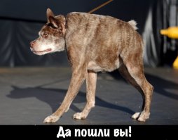 Мастера панорамных  фото