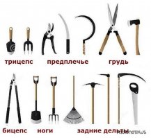 Если на даче не пить алкоголь и не кушать тонны шашлыка, то в общем-то даже дача может способствовать снижению веса и накачиванию мышц. Нет дачи, в спортзал не тянет? Не беда! Старайтесь хотя бы ходить побольше. Например, те самые 10 000 шагов в день. Да, собака тут хорошо помогает каждый день прогулку иметь.