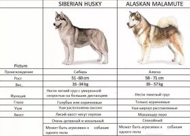 А такой вариант, Что маламут обычно намного крупнее и лохматее хаски не годится? Да и пропорции тела у них совсем разные...
