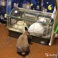 Добавлю))
Эти кот и кролик дружат.

А этот кот вытеснил кролика из его дома и сам уселся.