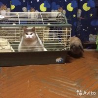 Добавлю))
Эти кот и кролик дружат.

А этот кот вытеснил кролика из его дома и сам уселся.