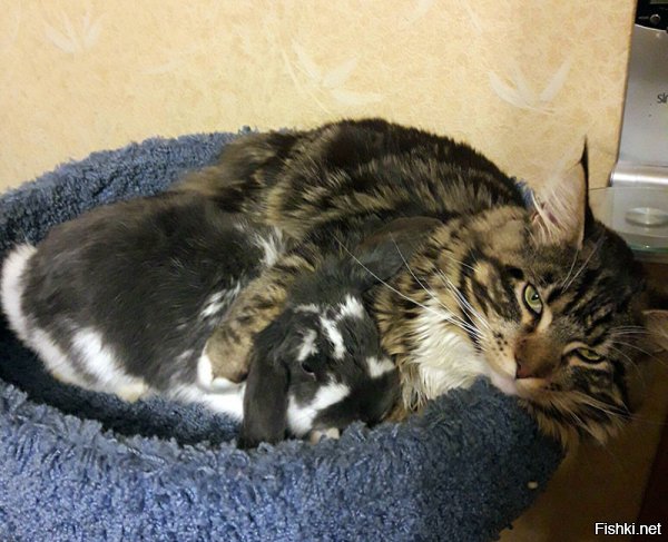 Добавлю))
Эти кот и кролик дружат.

А этот кот вытеснил кролика из его дома и сам уселся.