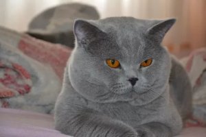 Самые что ни на есть животные.
