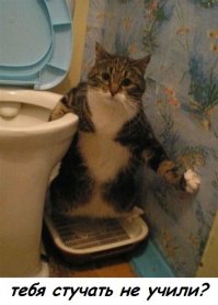 Смешные фотографии и гифки с кошками