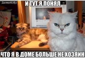 5 кошек после того как приобрели дом!