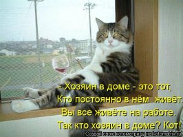 5 кошек после того как приобрели дом!