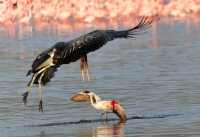 красивые и беззащитные !!!