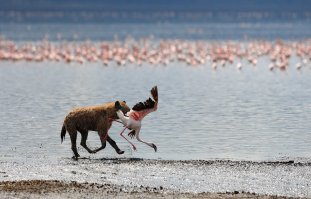 красивые и беззащитные !!!