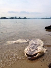 дохлая, полуразложившаяся щука