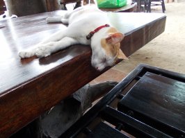 Собаки и котики в Юго-Восточной Азии  