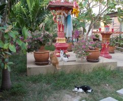 Собаки и котики в Юго-Восточной Азии  