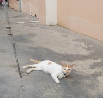 Собаки и котики в Юго-Восточной Азии  