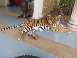 Собаки и котики в Юго-Восточной Азии  