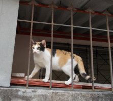 Собаки и котики в Юго-Восточной Азии  