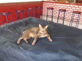 Собаки и котики в Юго-Восточной Азии  