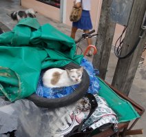 Собаки и котики в Юго-Восточной Азии  