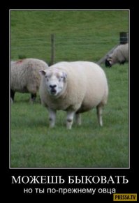 15 невообразимо дурацких стрижек животных