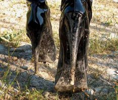 Даже не знаю Почему в некоторых странах  ПРИНЯТО разуваться в доме?