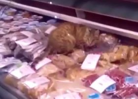 Наши милые ворюги