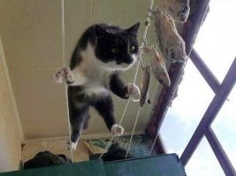 Наши милые ворюги