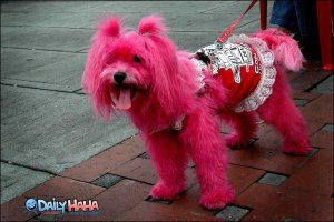 15 невообразимо дурацких стрижек животных