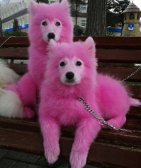 15 невообразимо дурацких стрижек животных