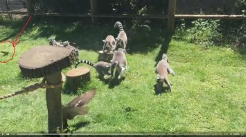 А маленький звиздюк хороооош ! ))))