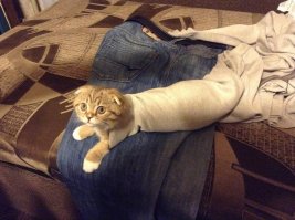 Мой когда был мелким :)