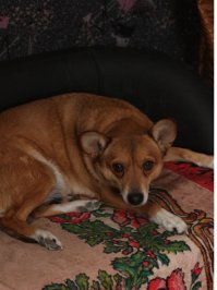 Колбасевич