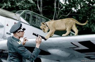 да, Франц фон Верра и талисман II./JG 3. львёнок Симба.
Командир I/JG-54  Ханс "Фипс" Филипп с лисенком. Фипса сбил американец на Р-47. Судьба лисенка неизвестна.