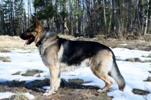 А у нас тоже есть свой лапусик. Ему уже больше 10 лет.