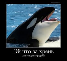 Большим белым акулам у побережья ЮАР приходится несладко