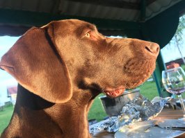 Лучшие собачьи фотографии - 2017