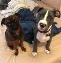 Необычная собачья дружба растрогала интернет!