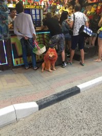 15 невообразимо дурацких стрижек животных