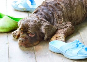 Ждем маму из магазина...