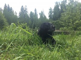 моя старушка