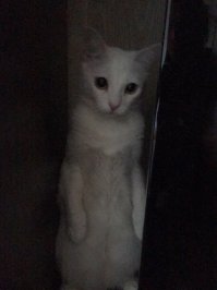 а это моя котэ)) спит, смотрит мультики и играет в прятки))