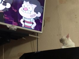 а это моя котэ)) спит, смотрит мультики и играет в прятки))