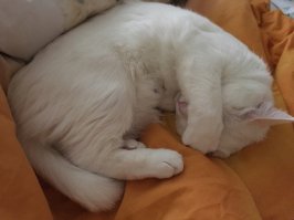 а это моя котэ)) спит, смотрит мультики и играет в прятки))