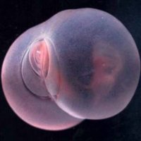 ну а как вам такое?
Chaetopterus pugaporcinus